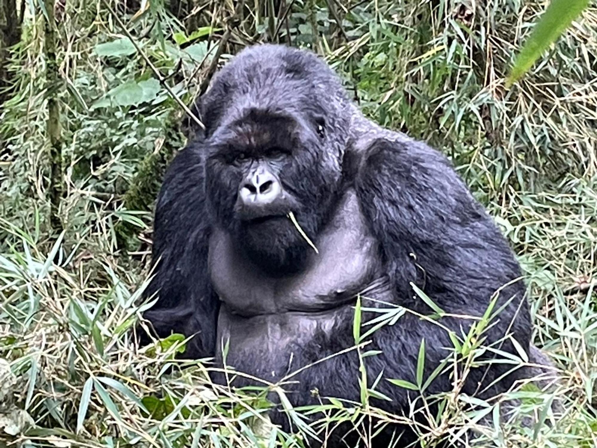 Le Bambou Gorilla Lodge Kinigi Exterior photo